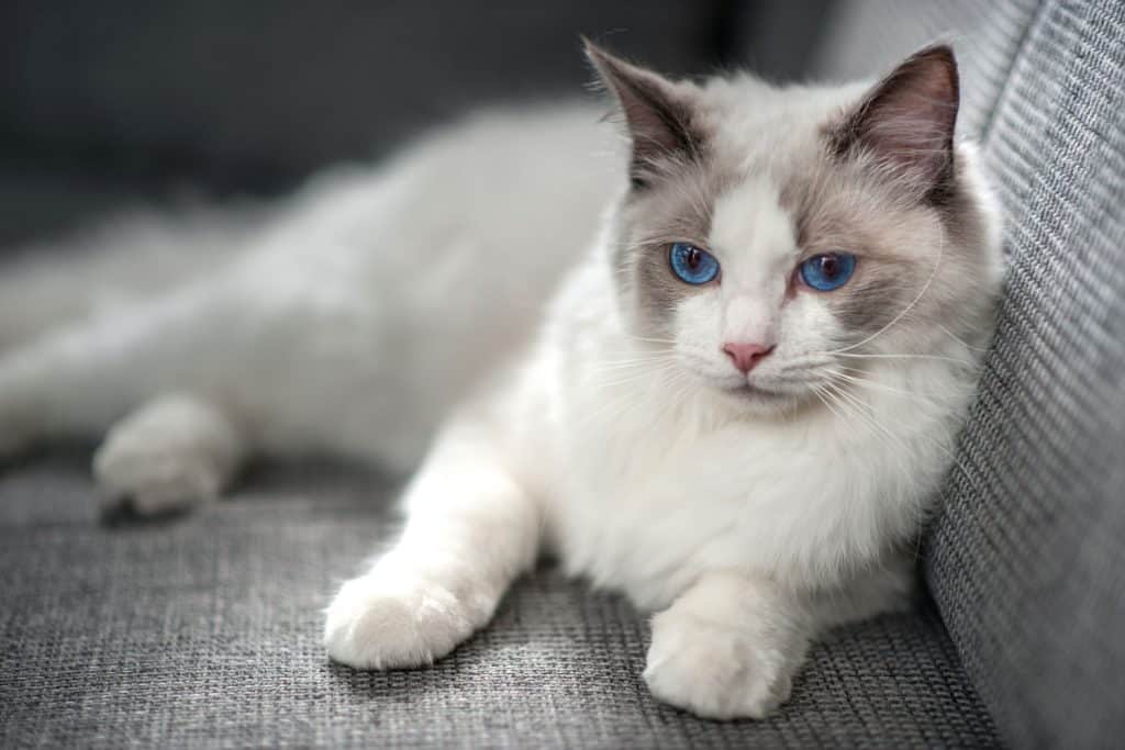 A cute Ragdoll kitten with blue eyes sitting on the sofa