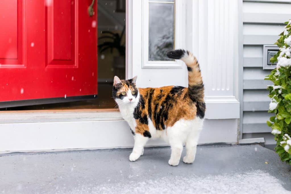 A cute Calico cat standing near the front door