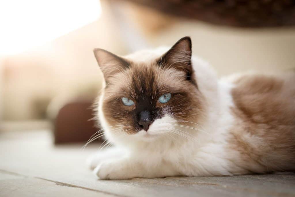 A fierce looking ragdoll cat looking straight to the camera
