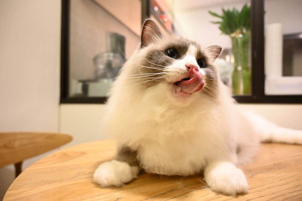 A fluffy Ragdoll cat licking his tongue while lying on the table
