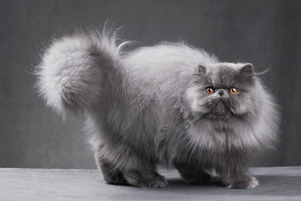 A gray Persian cat with orange eyes on a gray background