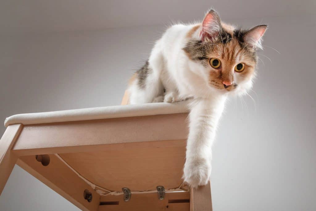A long haired Calico cat jumping off the table