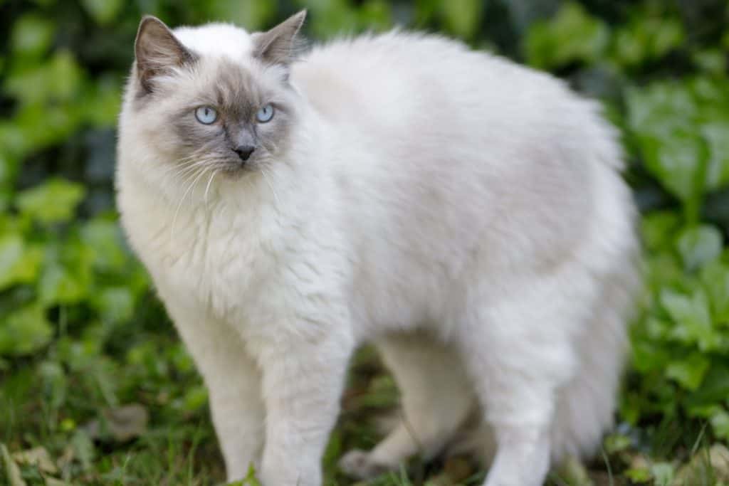 A mixed colored Ragdoll cat walking in the garden