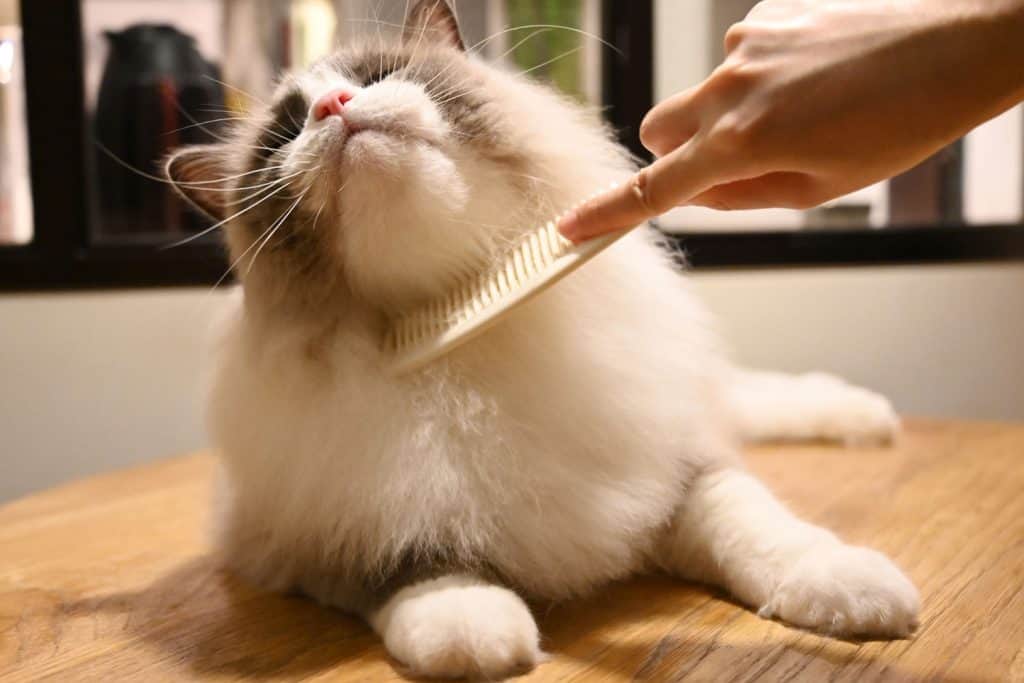 A Ragdoll cat enjoying his combing while on the table