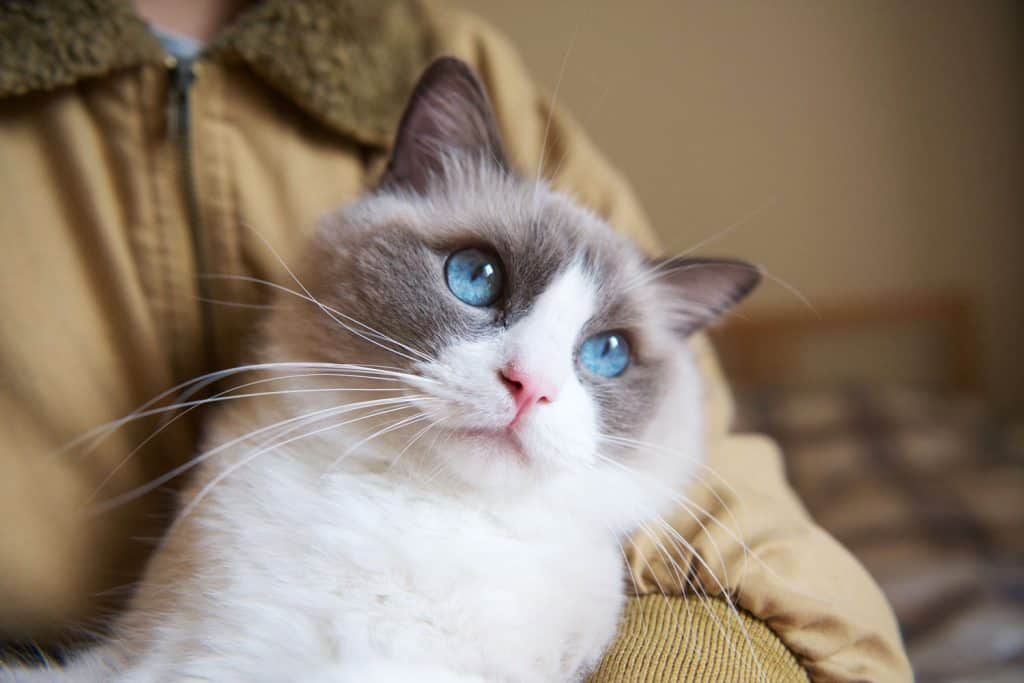 A Ragdoll cat with blue eyes resting on his owners arms