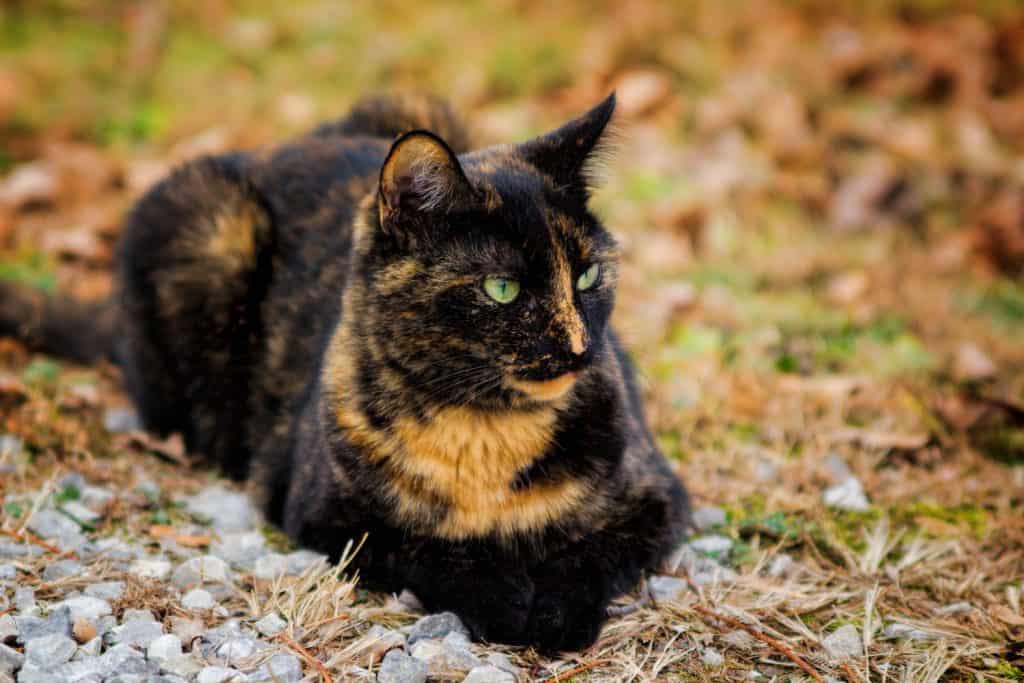 A tortoiseshell cat lying on the grass