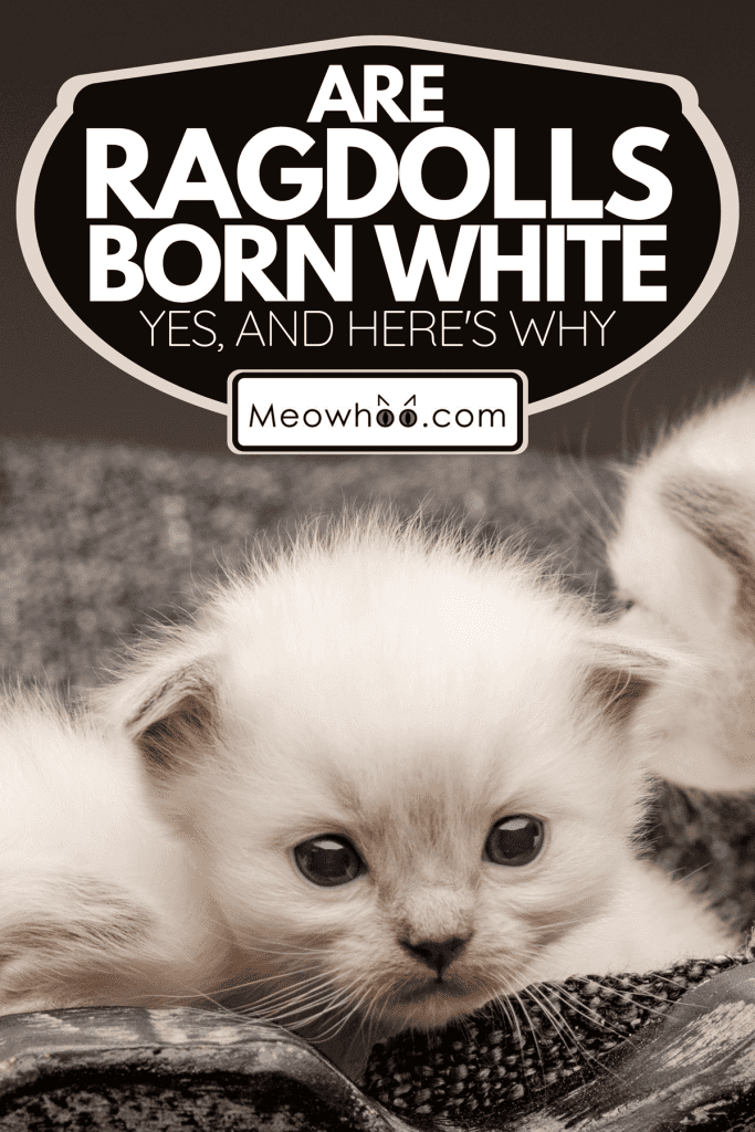 A cute little white kittens only a few days old, Are Ragdolls Born White: Yes, And Here's Why