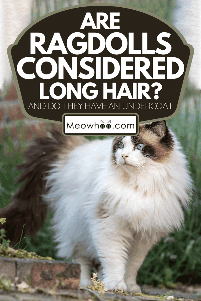 A fluffy ragdoll cat in the backyard, Are Ragdolls Considered Long Hair? [And Do They Have An Undercoat]