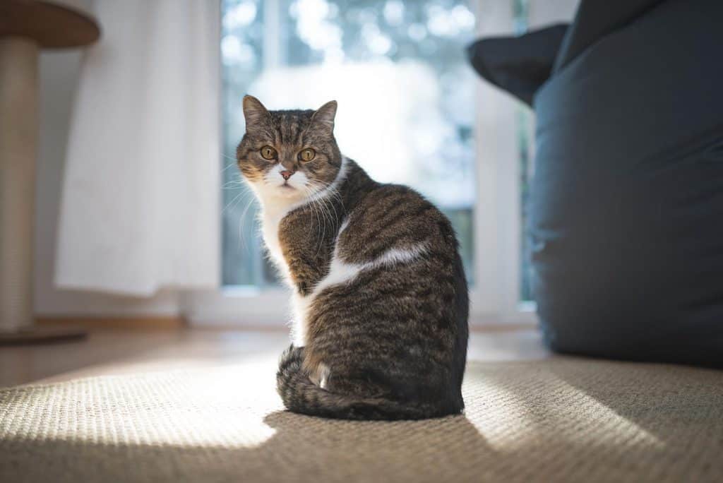 British shorthair cat standing in front of window