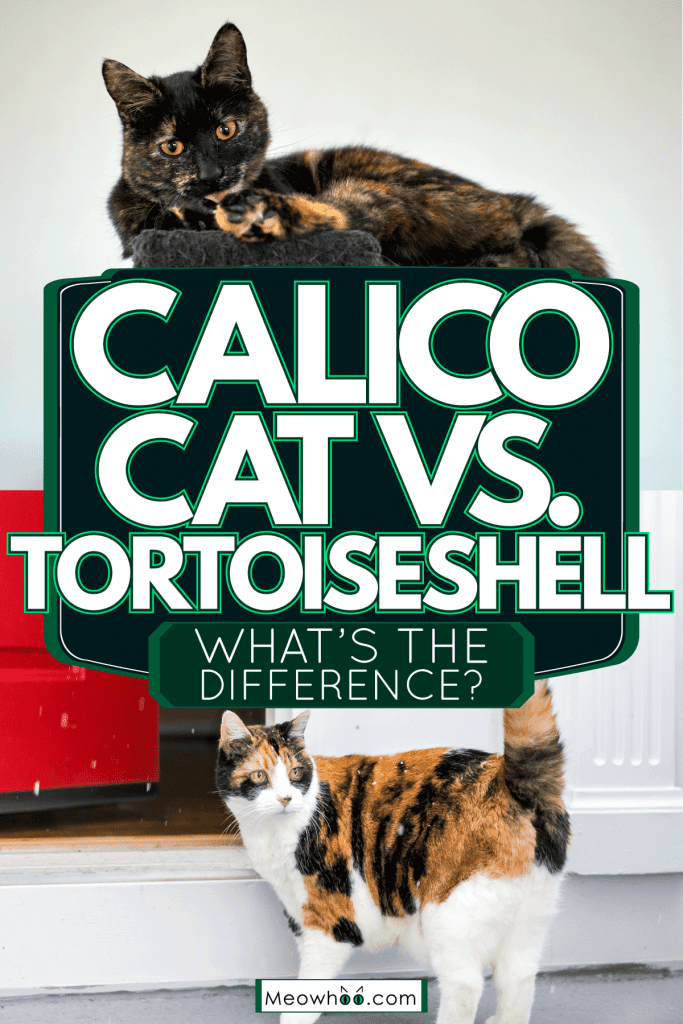 A cute Calico Cat and a tortoiseshell cat sitting on his cat tree collaged photo, Calico Cat Vs. Tortoiseshell - What's The Difference