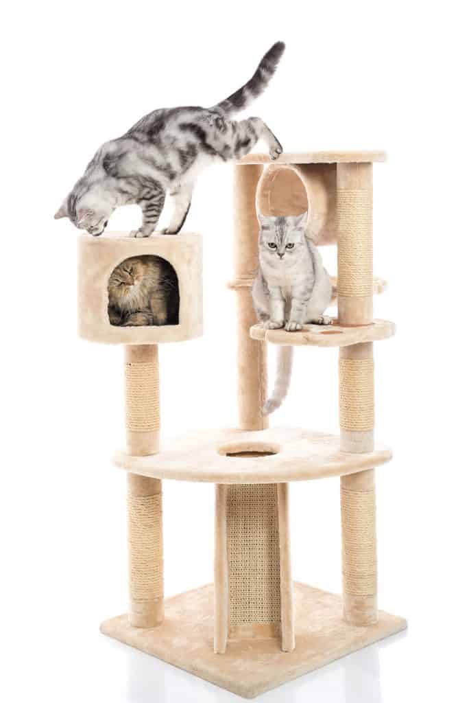 Cute cats playing on cat tower on white background isolated

