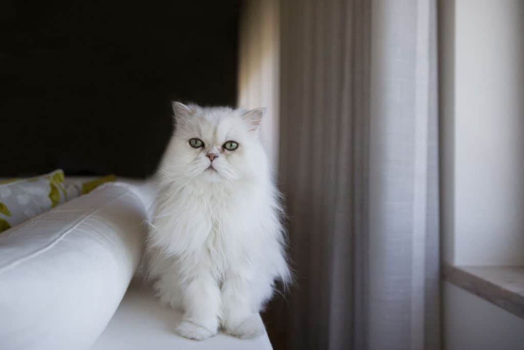 Cute white Persian cat sitting on the top of the sofa