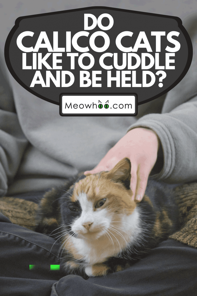 A beautiful Calico cat sitting on a lap being petted, Do Calico Cats Like To Cuddle And Be Held?