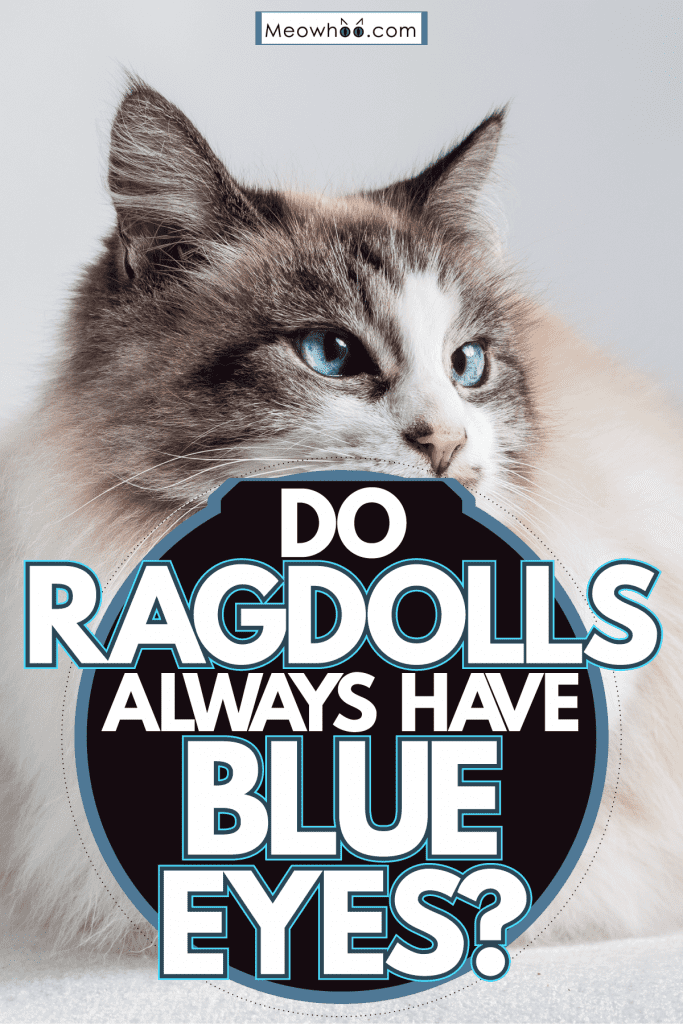 A blue eyed Ragdoll cat sitting on the sofa, Do Ragdolls Always Have Blue Eyes?