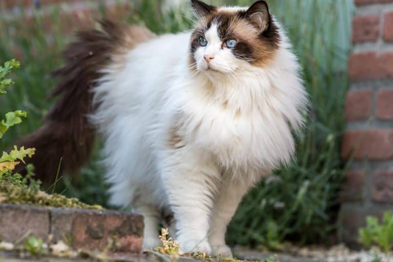 Fluffy ragdoll cat in the backyard, Are Ragdolls Considered Long Hair? [And Do They Have An Undercoat]
