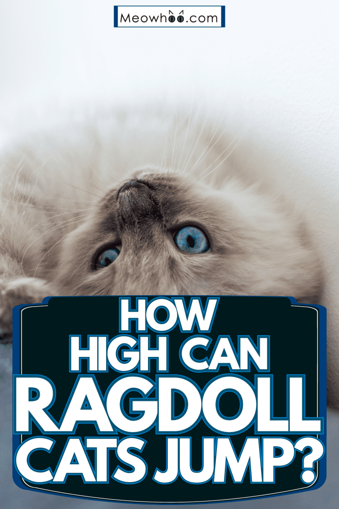 A ragdoll car curling around the backend of the sofa, How High Can Ragdoll Cats Jump?