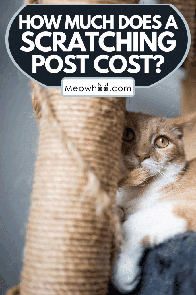 A cat scratching a cat tree looking excited, How Much Does A Scratching Post Cost?