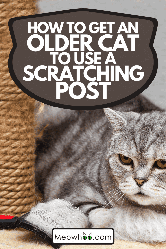 A striped gray British cat sitting nearby scratching post, How To Get An Older Cat To Use A Scratching Post