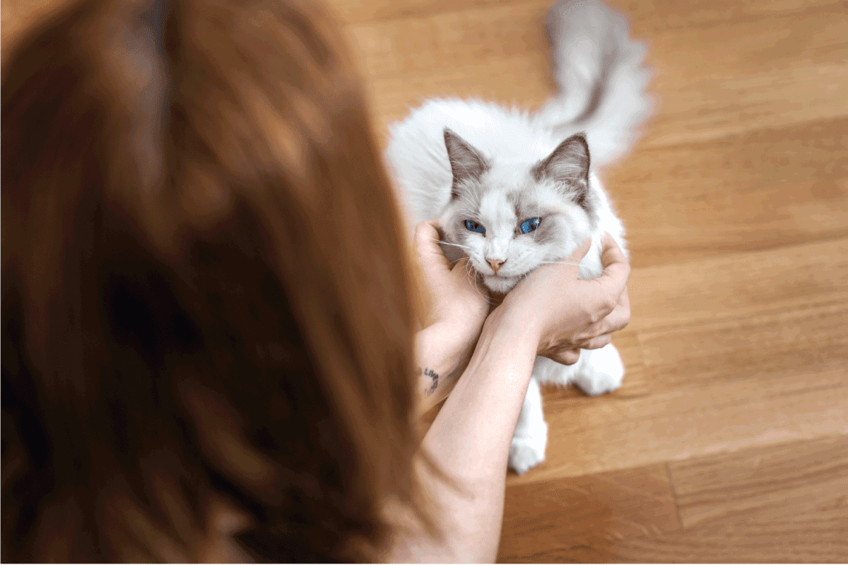 Ragdoll Cat Being Petted by a lady