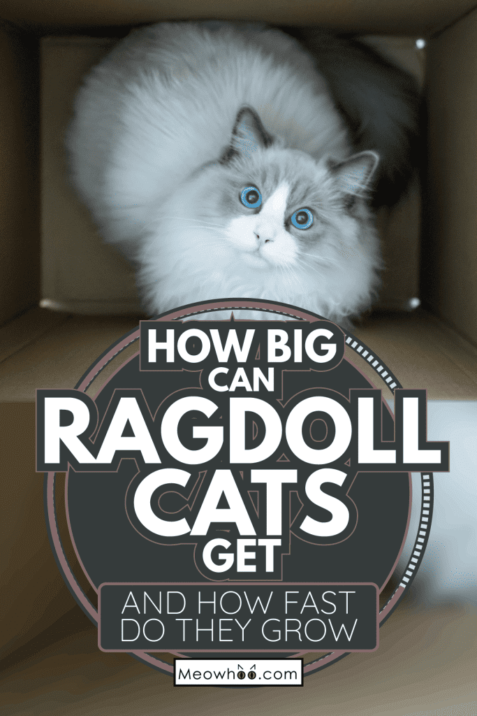 Ragdoll cat looking from a delivery cardboard box. How Big Can Ragdoll Cats Get [And How Fast Do They Grow]