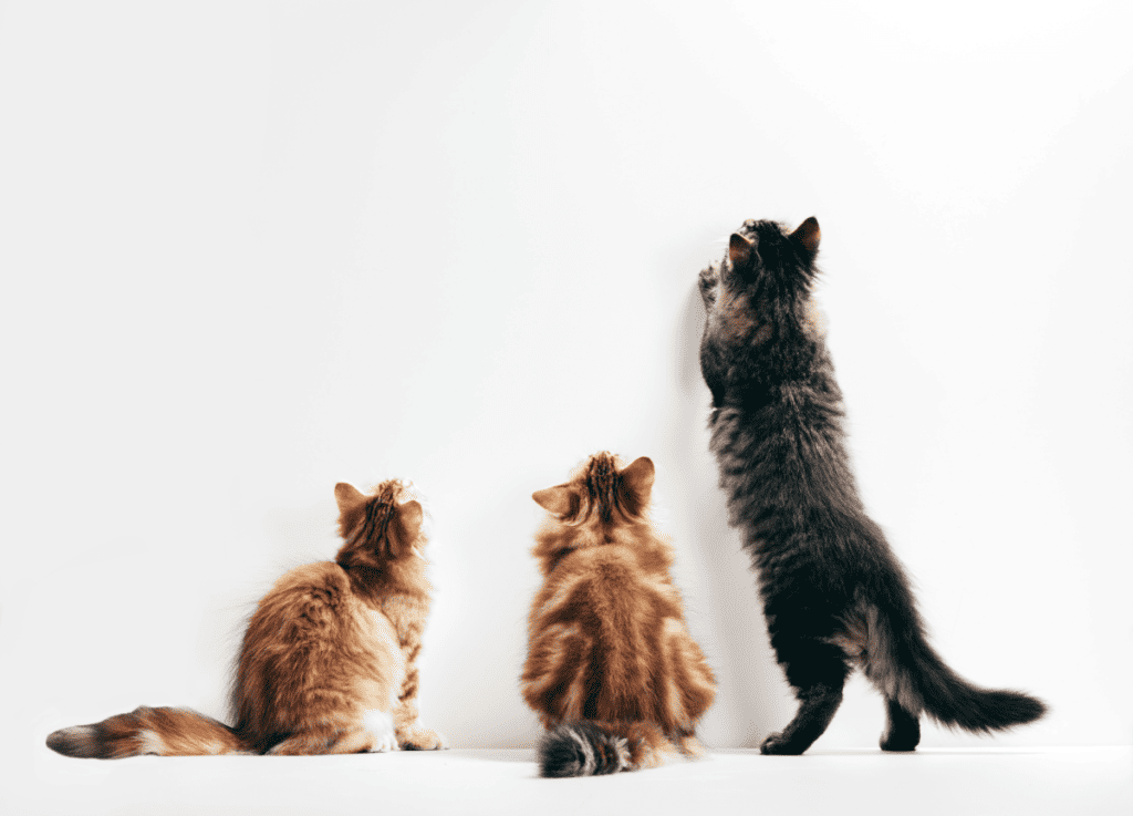 Three cats looking up the wall ready to scratch and hunt. Young kittens play time. 