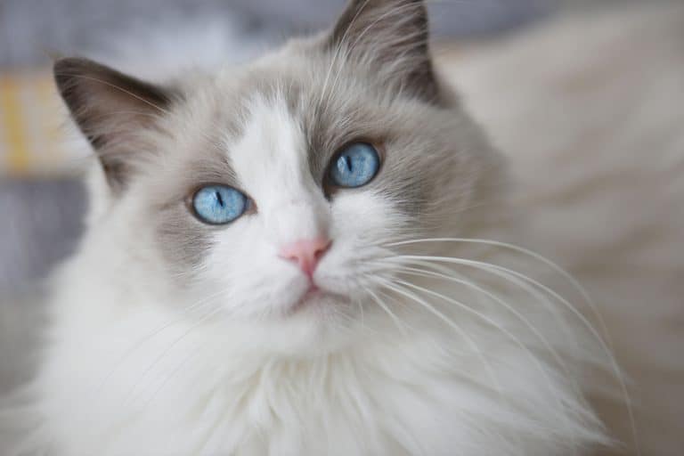 Blue bicolor ragdoll female cat looking at the camera