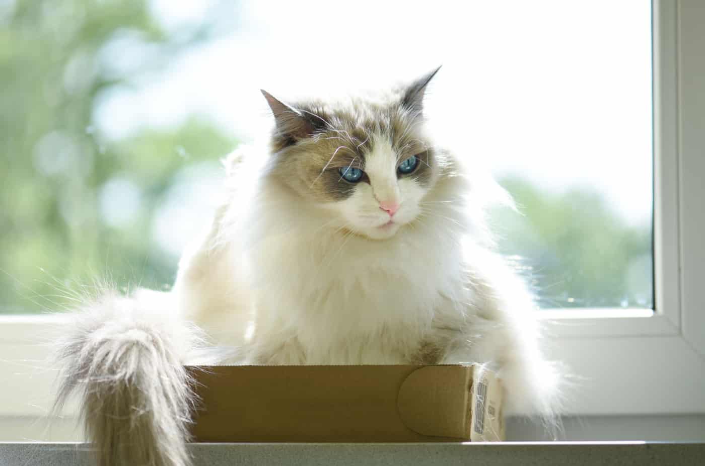 A beautiful ragdoll cat sitting inside with a window behind her.