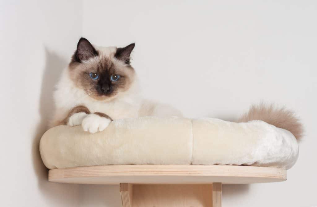 A seal point Birman cat, 9 month old cat , male with blue eyes is lying on cat shelf
