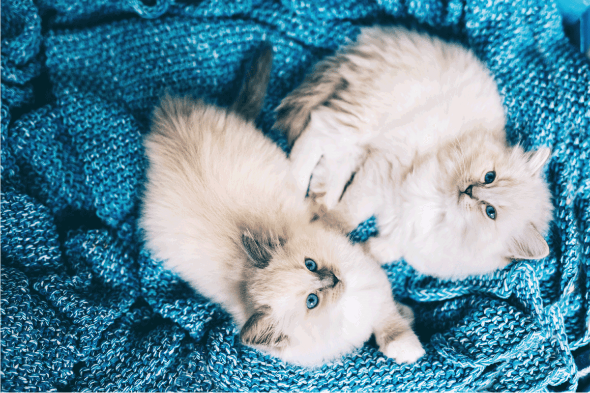 Two Ragdoll cats small funny kittens together on blue blanket