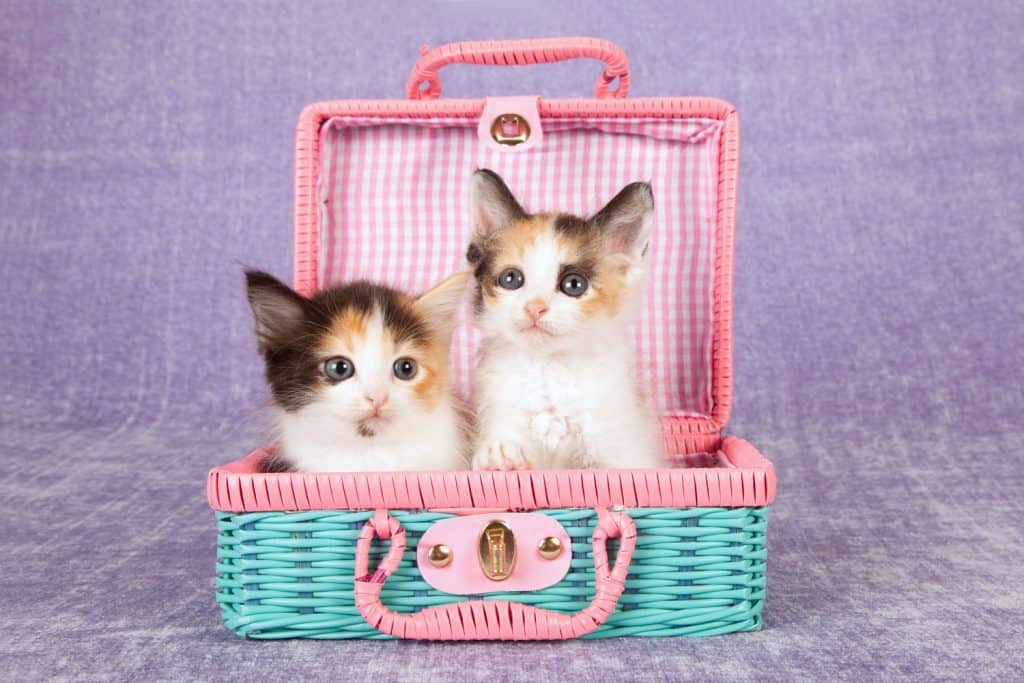 Two gorgeous little Calico kittens sitting inside a small lunch box