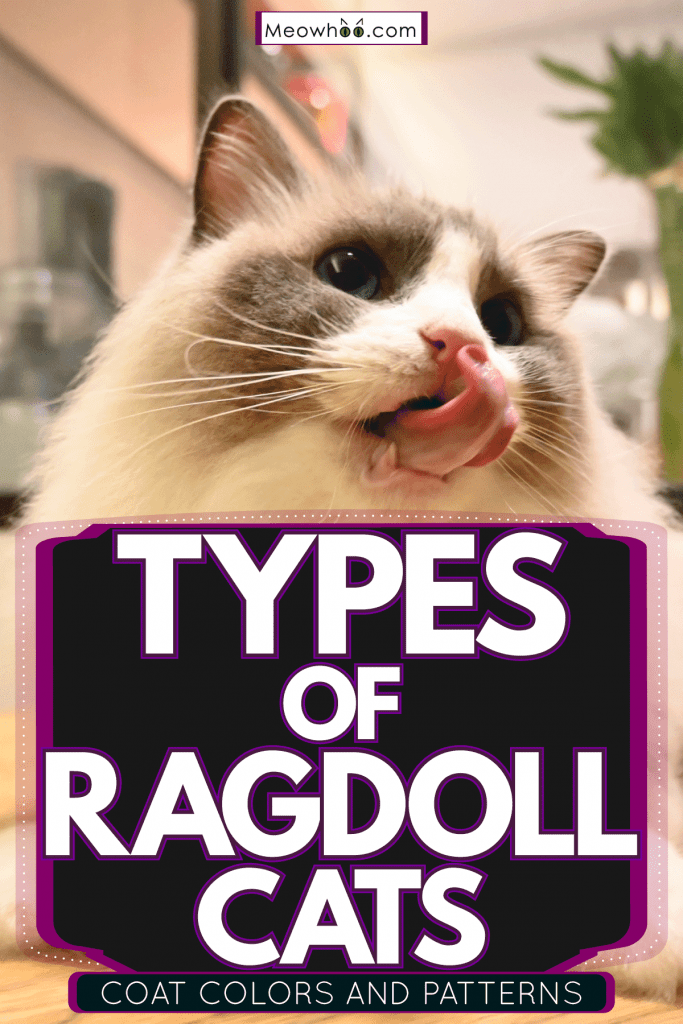 A fluffy Ragdoll cat licking his tongue while lying on the table, Types Of Ragdoll Cats [Coat Colors And Patterns]