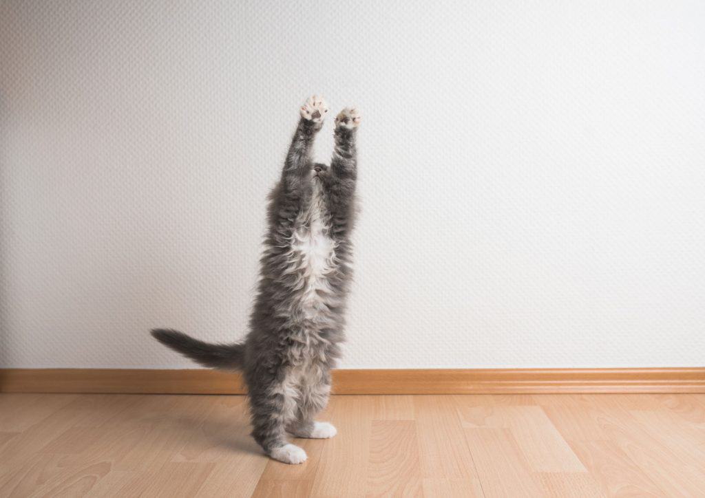 blue tabby maine coon kitten stretching and raising the paws up in the air in front of a white wall