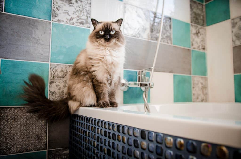 Ragdoll cat sitting in the bathroom