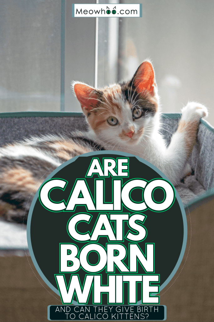 A handsome little Calico cat lying on top of his cat bed, Are Calico Cats Born White [And Can They Give Birth To Calico Kittens]