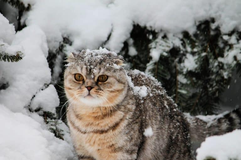 Tabby cat with snow on its head