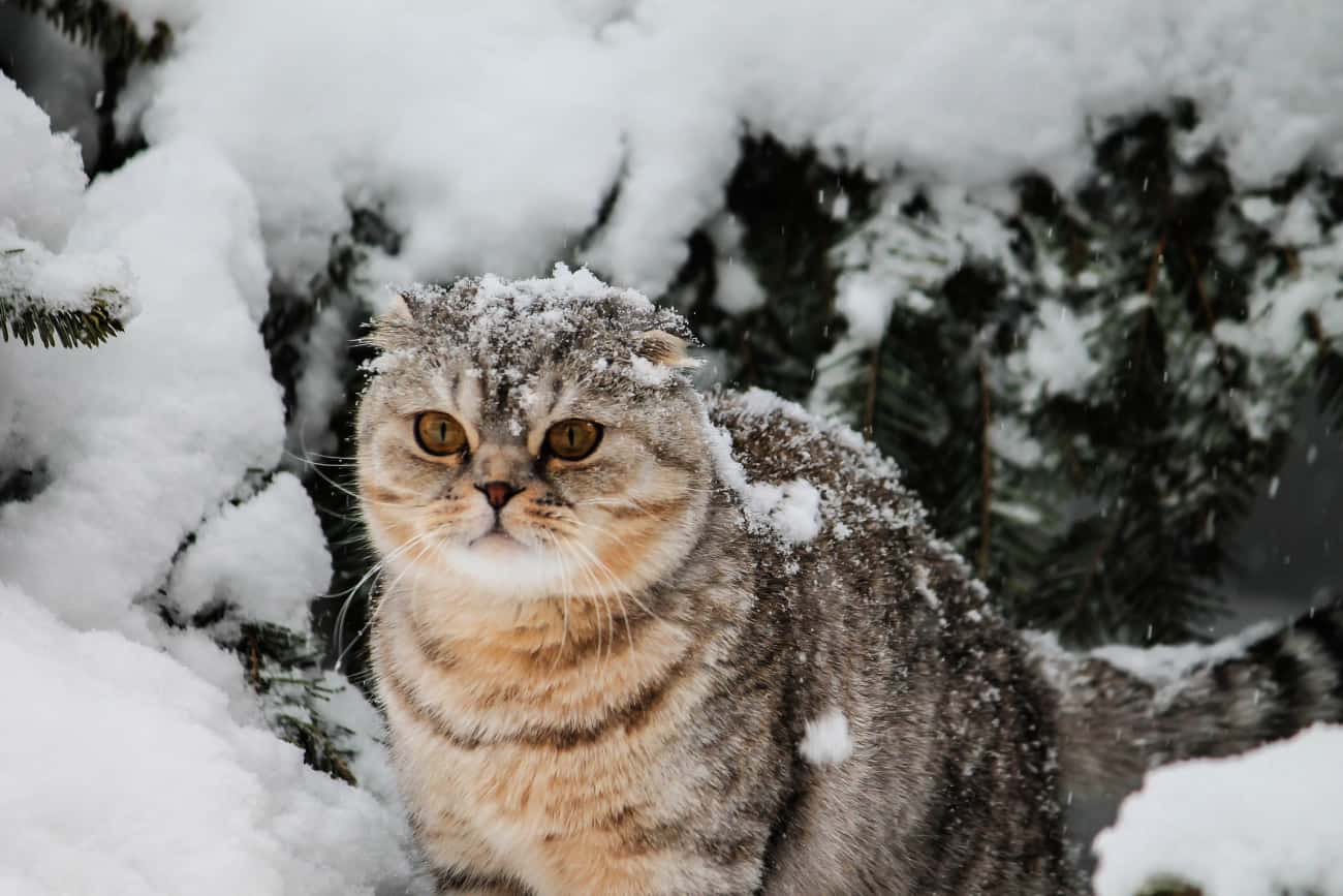 Tabby cat in the snow, tabby cat walking in the snow