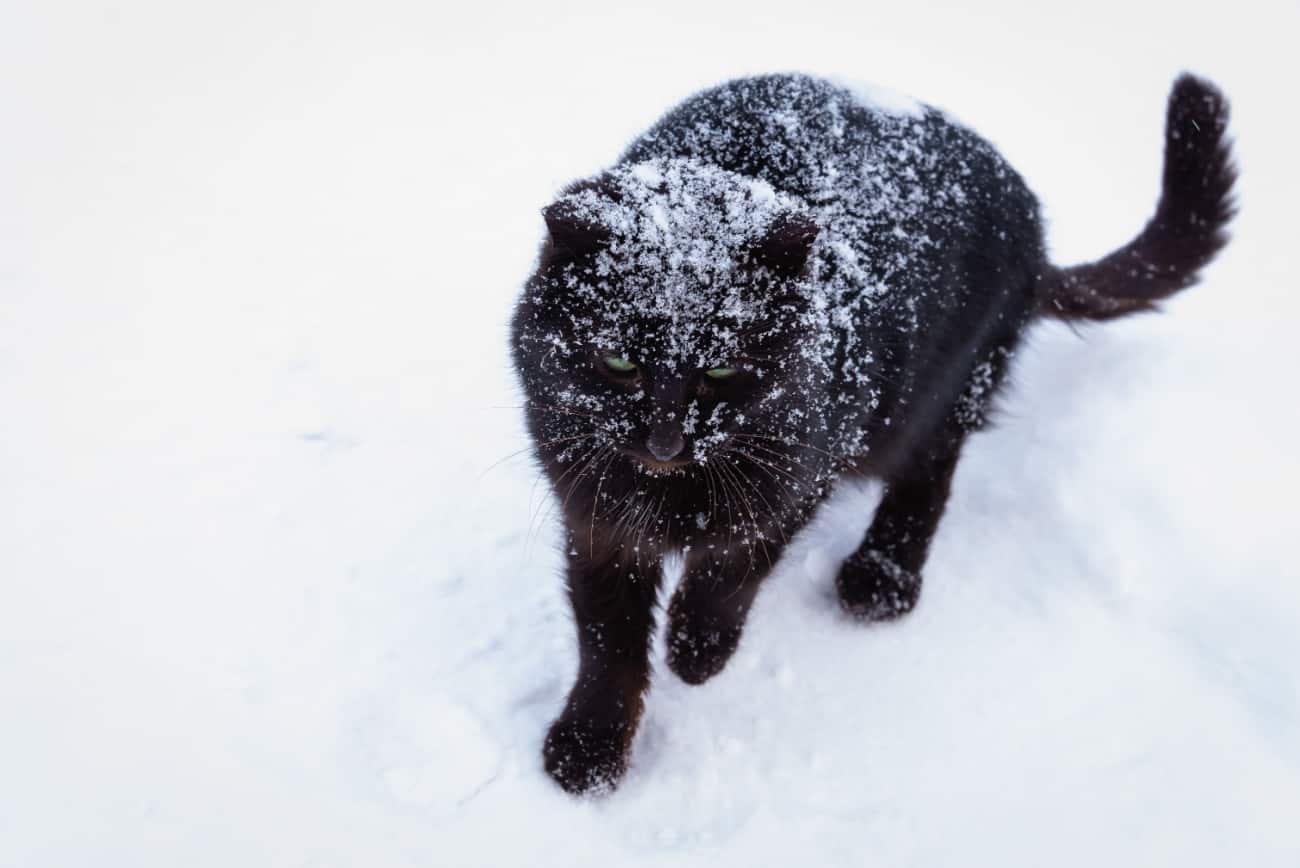 A black cat covered in snow, a black cat walking in the snow