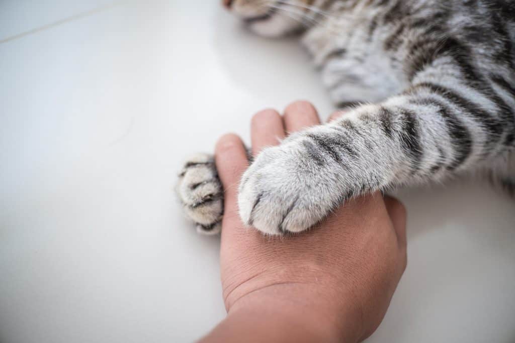 cat gently grasping hand with both paws
