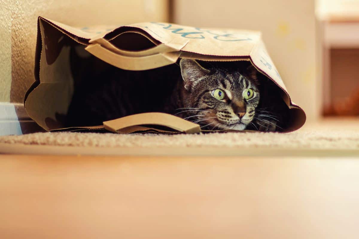 9 year old male tabby cat lying in a brown paper bag.