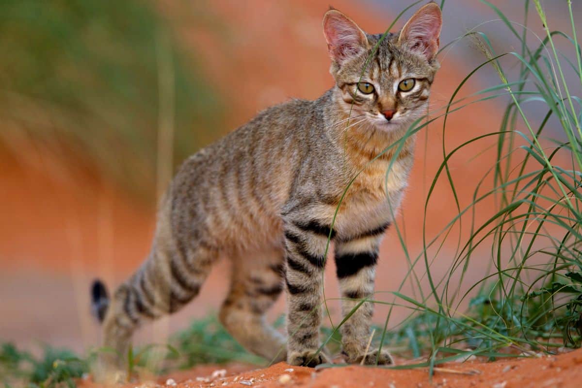 African Wild Cat (Felis silvestris lybica), Kieliekrankie Wilderness Camp, Kgalagadi Transfrontier Park, Kalahri desert, South Africa.