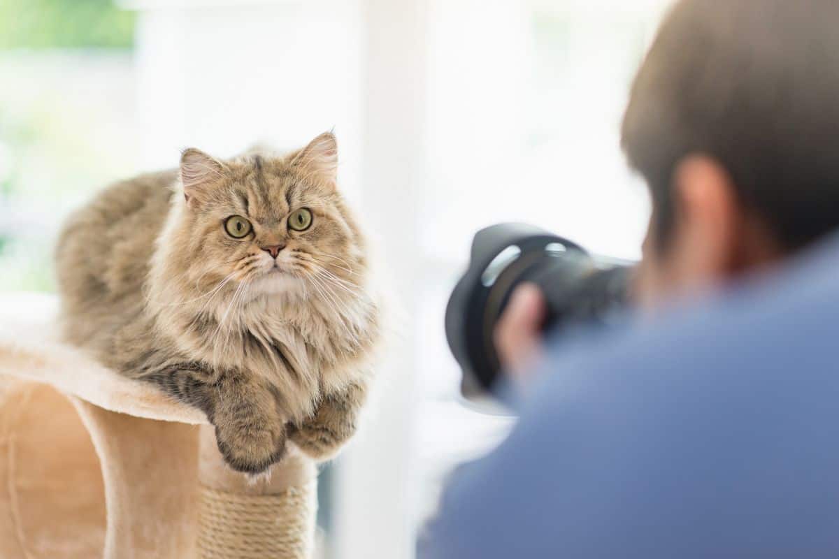 Asian photographer taking a photo of persian cat.