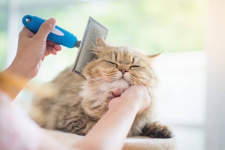 woman using a comb brush the Persian cat, 4 things Reddit users do to groom their cats [And one they don't]