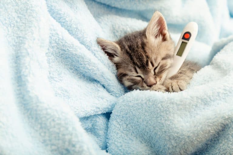 Beautiful tabby kitten measures temperature by thermometer.Little ill baby cat lies in blue plaid. Vet, veterinary clinic and veterinarian medicine for pets cats, animal children healthcare
