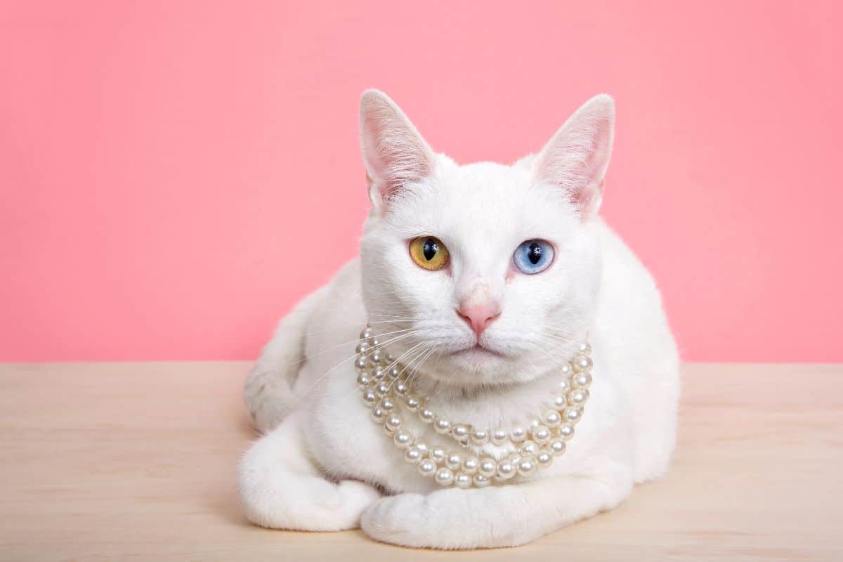 Close up of a white Khao Manee cat with heterochromia wearing a pearl neclace, laying on a wood table with pink