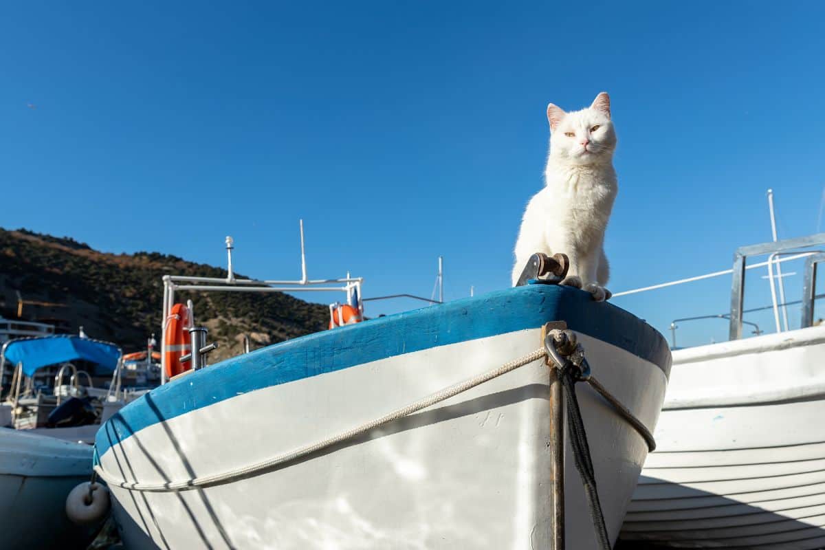 Cute funny white street skipper cat enjoy warm summer sun light sitting on vintage wooden sailing boat at village marina on bright summer day. Funny pet on fishing sailboat vessel.