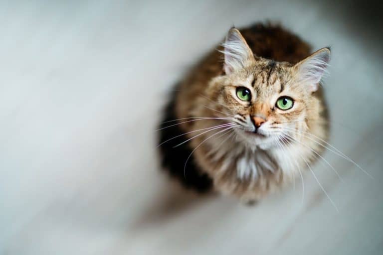 Hungry cat with green eyes looking and waiting for food. - How Cats Domesticated Humans (10 Little-Known Cat Facts)