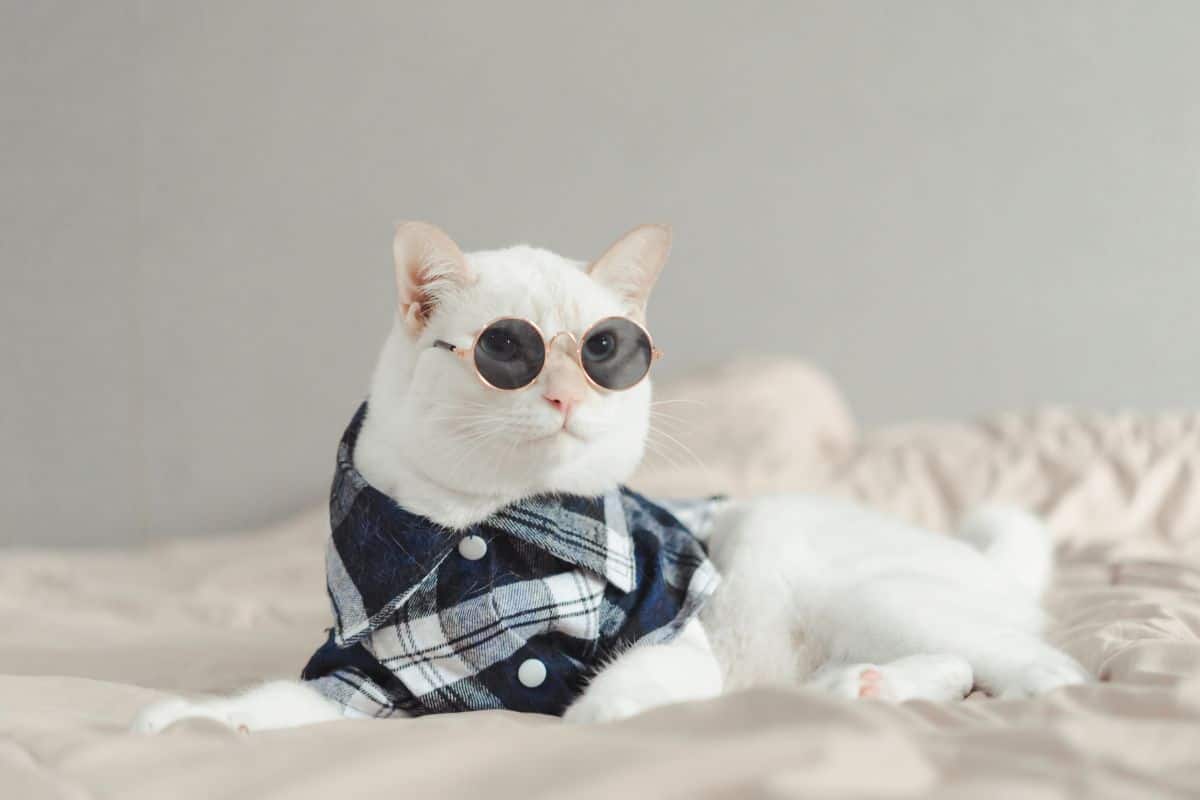 Portrait of White Cat wearing glasses,animal fashion concept.