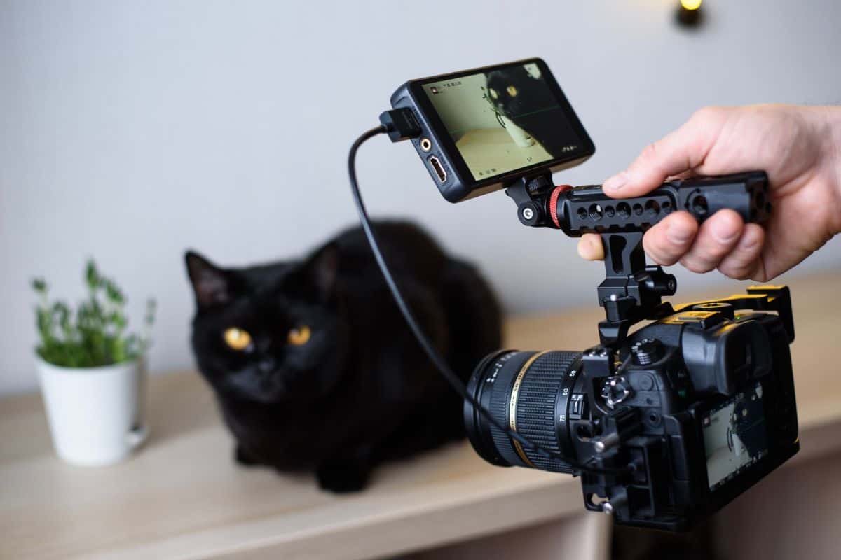 Samara Russia February 2022: hold a camera with a camera monitor in your hands and take a video of a black cat sitting on a table next to a plant.