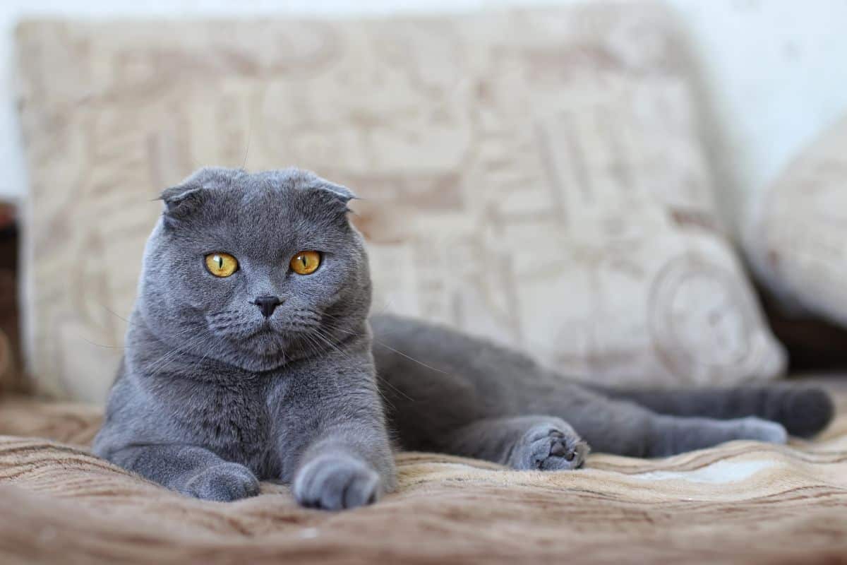 Scottish fold on sofa. British cat. Grey cat