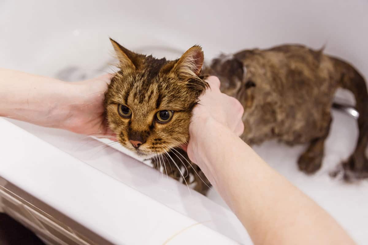 Washing the cat in the bathroom. Wet cat in the bathtub having shower. Confused or angry cat fear of water
